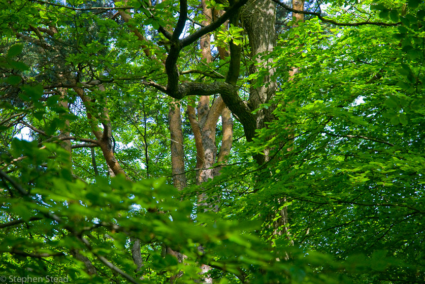 NIKON D200 - 18.0-70.0 mm f/3.5-4.5