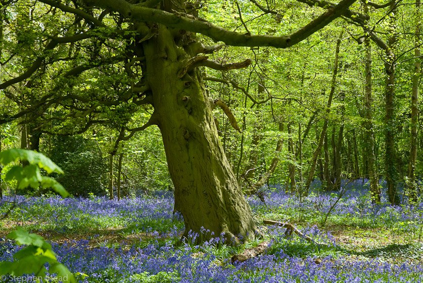 NIKON D200 - 18.0-70.0 mm f/3.5-4.5