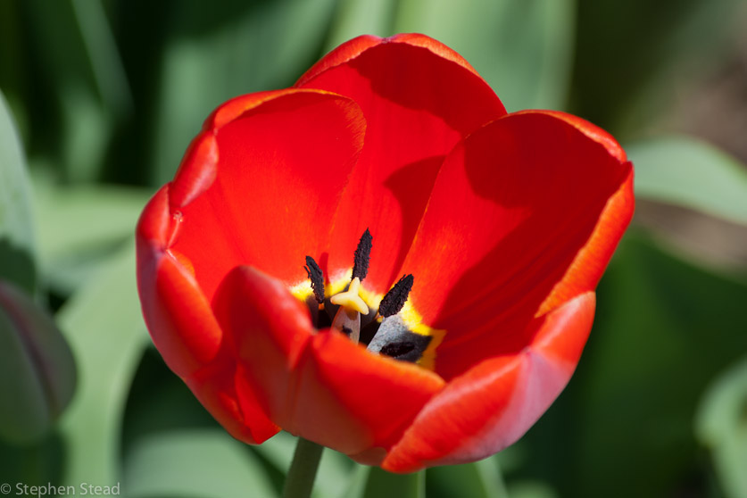 NIKON D200 - 55.0-300.0 mm f/4.5-5.6