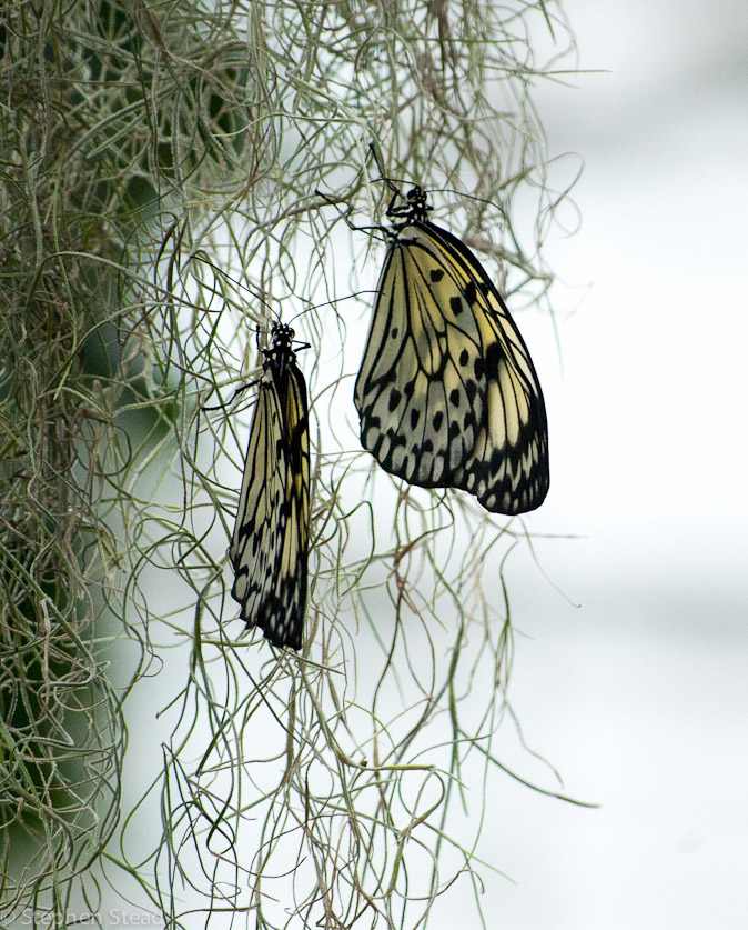 NIKON D200 - 55.0-200.0 mm f/4.0-5.6