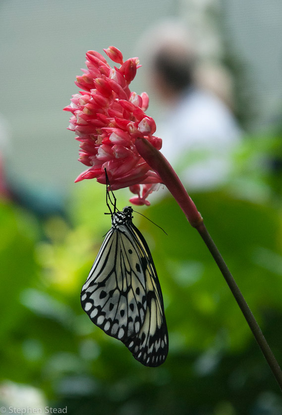 NIKON D200 - 18.0-70.0 mm f/3.5-4.5