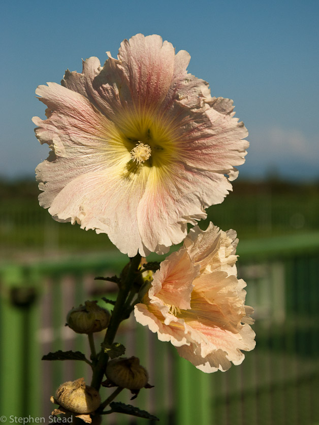 NIKON D200 - 18.0-70.0 mm f/3.5-4.5