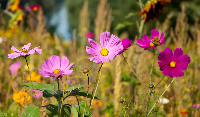 NIKON D200 - 18.0-70.0 mm f/3.5-4.5