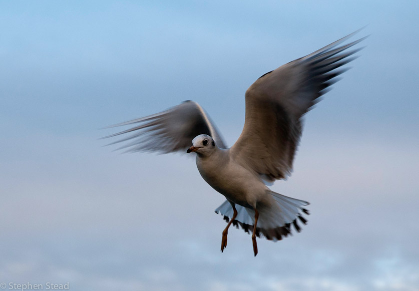 NIKON D200 - 18.0-70.0 mm f/3.5-4.5