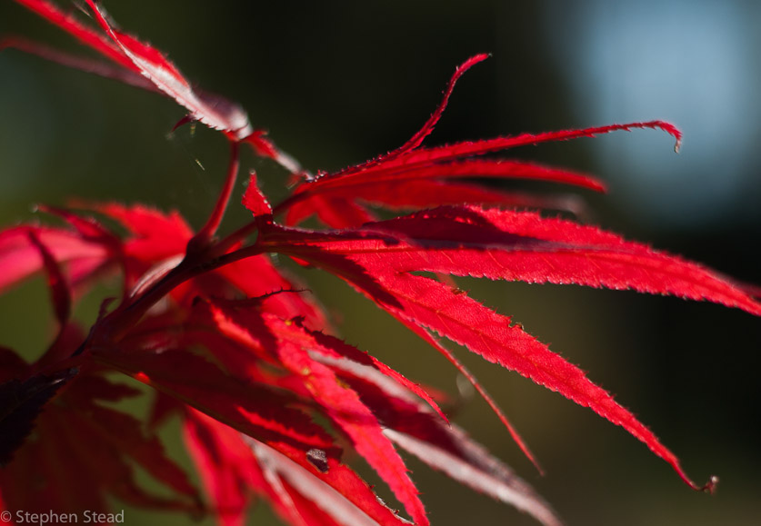 NIKON D200 - 50.0 mm f/1.8