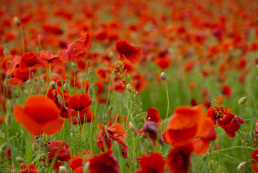 NIKON D200 - 55.0-200.0 mm f/4.0-5.6