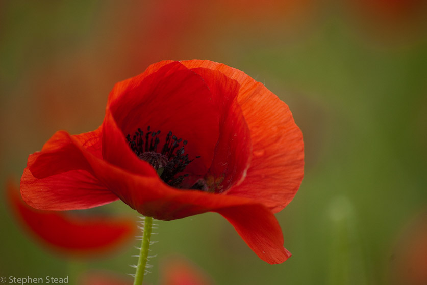 NIKON D200 - 55.0-200.0 mm f/4.0-5.6