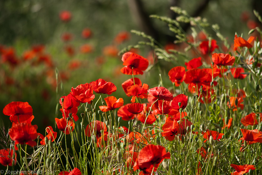 NIKON D200 - 55.0-300.0 mm f/4.5-5.6