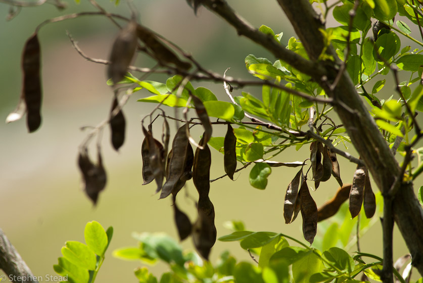 NIKON D200 - 55.0-300.0 mm f/4.5-5.6